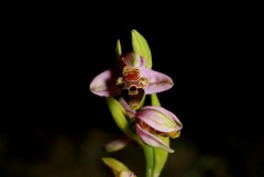 Orchid Walks and Walking Holidays in Northern Cyprus